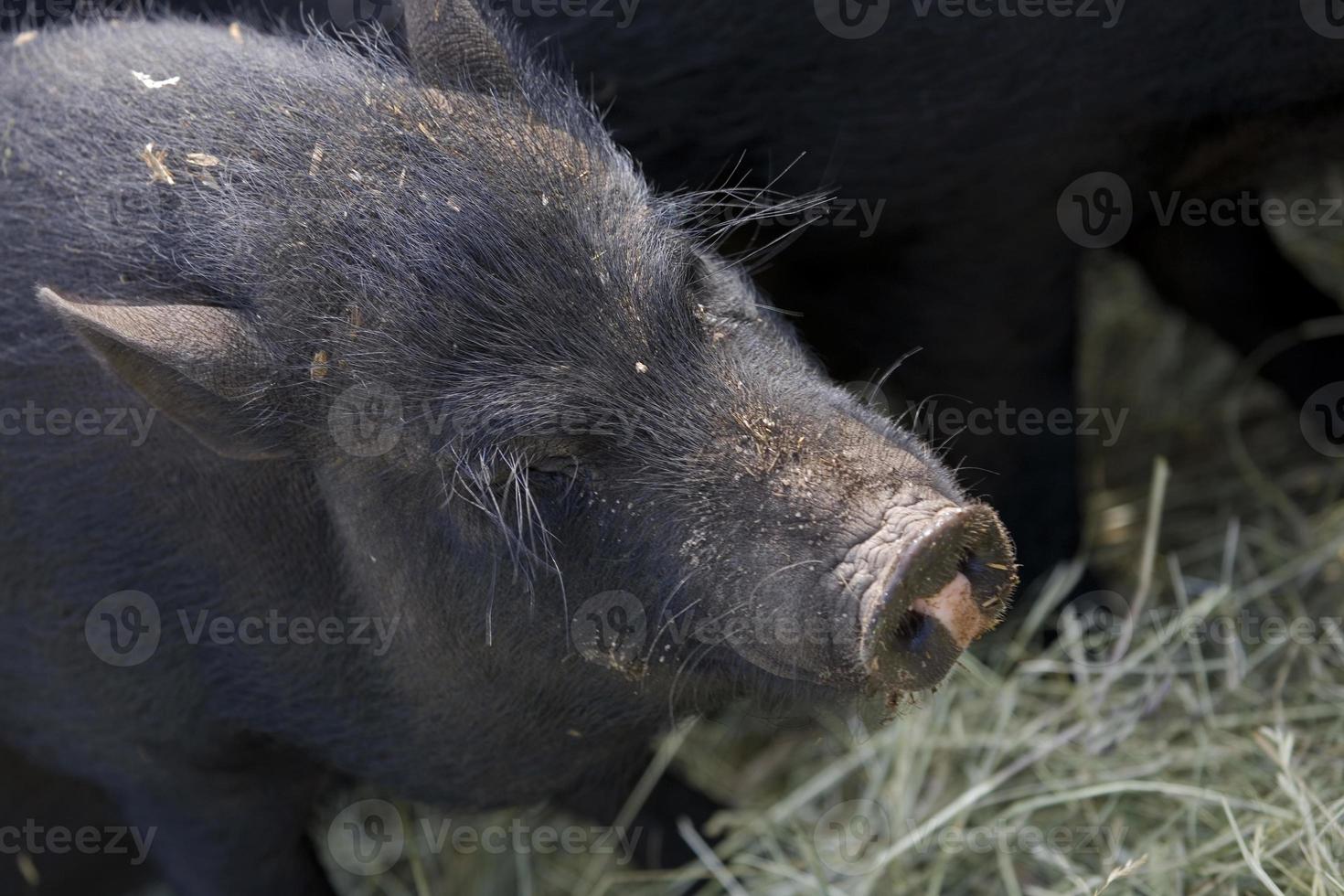 detailopname van een donker uiteinde van een loop en wild zwijn snuit foto