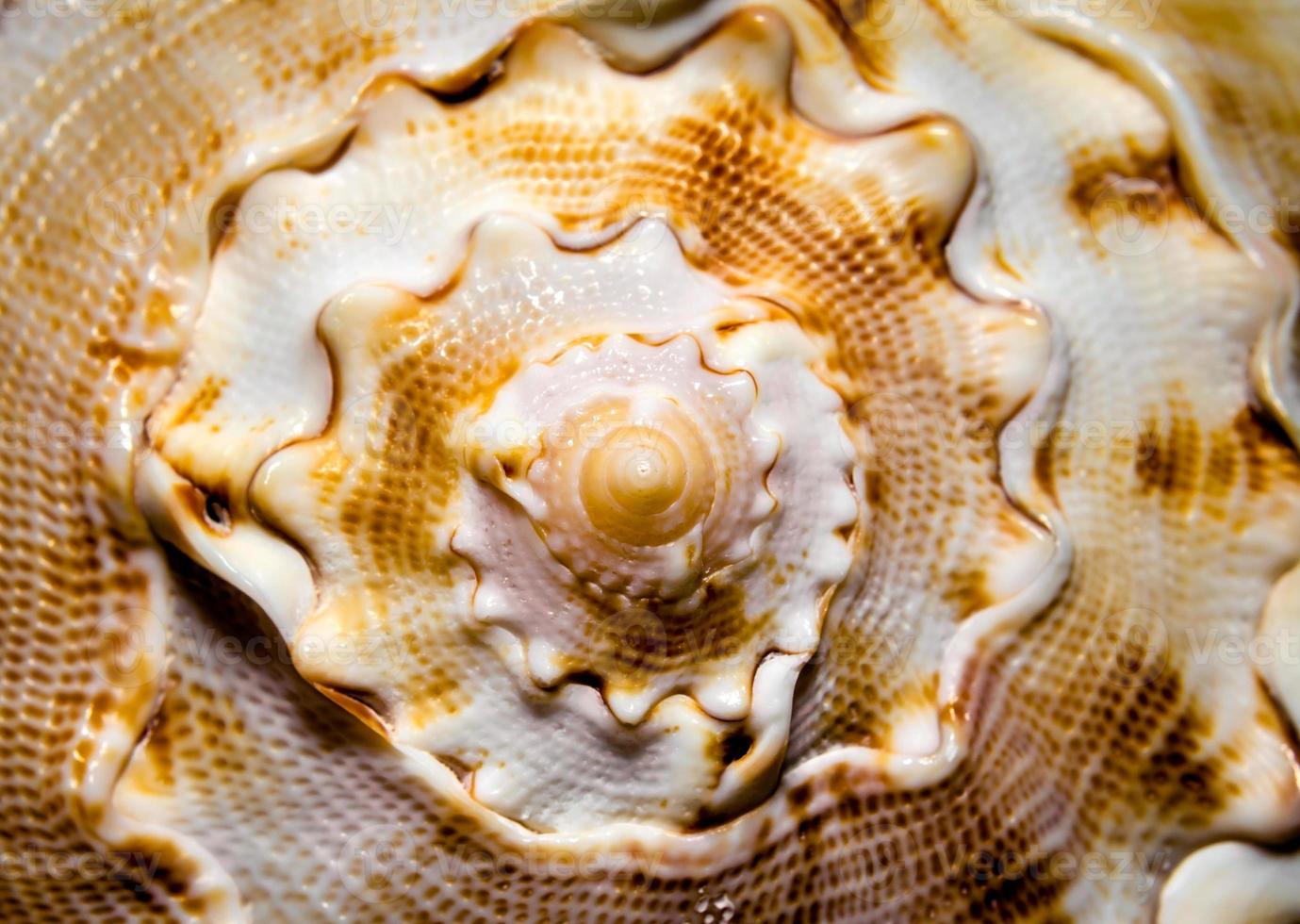 close-up van een zeeschelp foto
