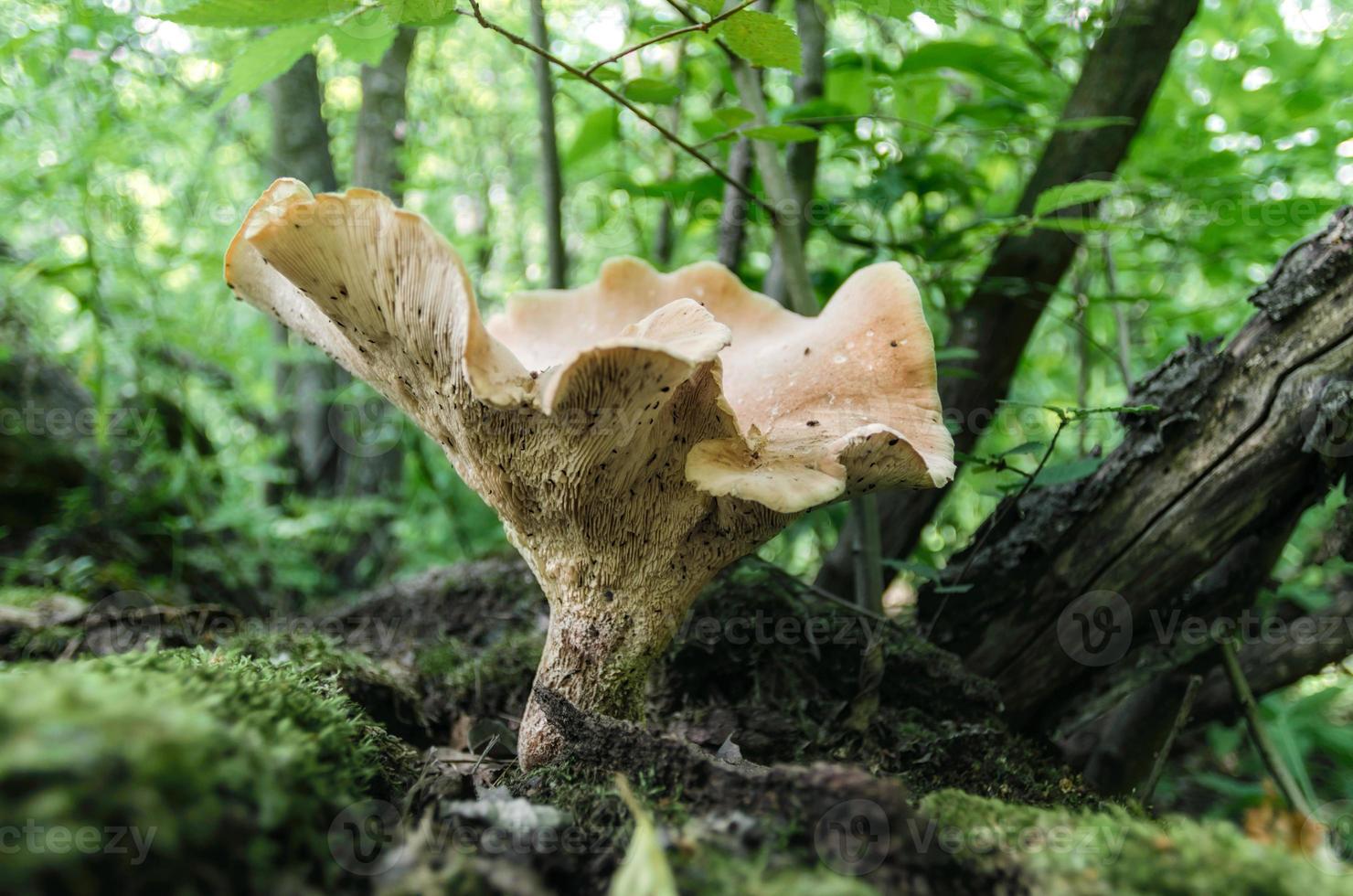 grote paddestoel in het bos foto