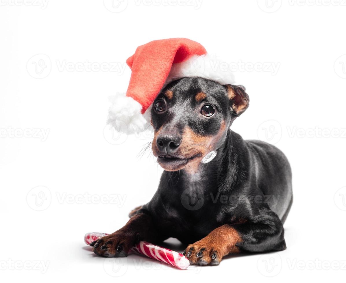 miniatuurpinscherpuppy in een rode Kerstmishoed met een suikergoedriet foto