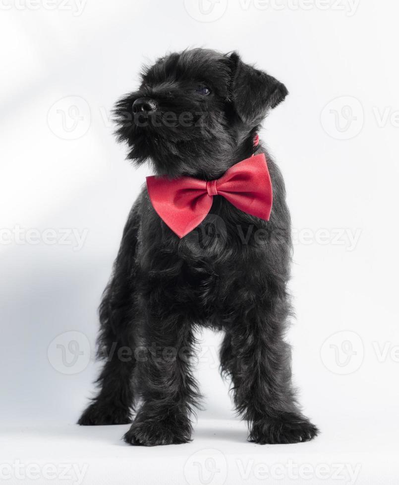 zwarte pup met rode strik foto