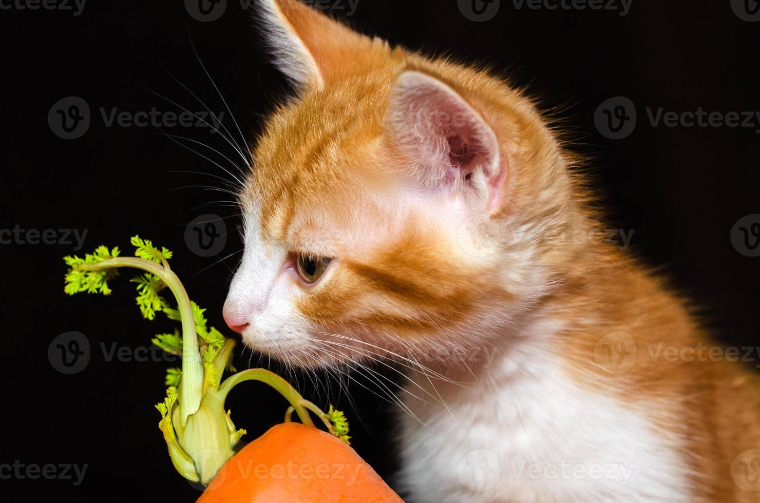 oranje kitten met wortel foto