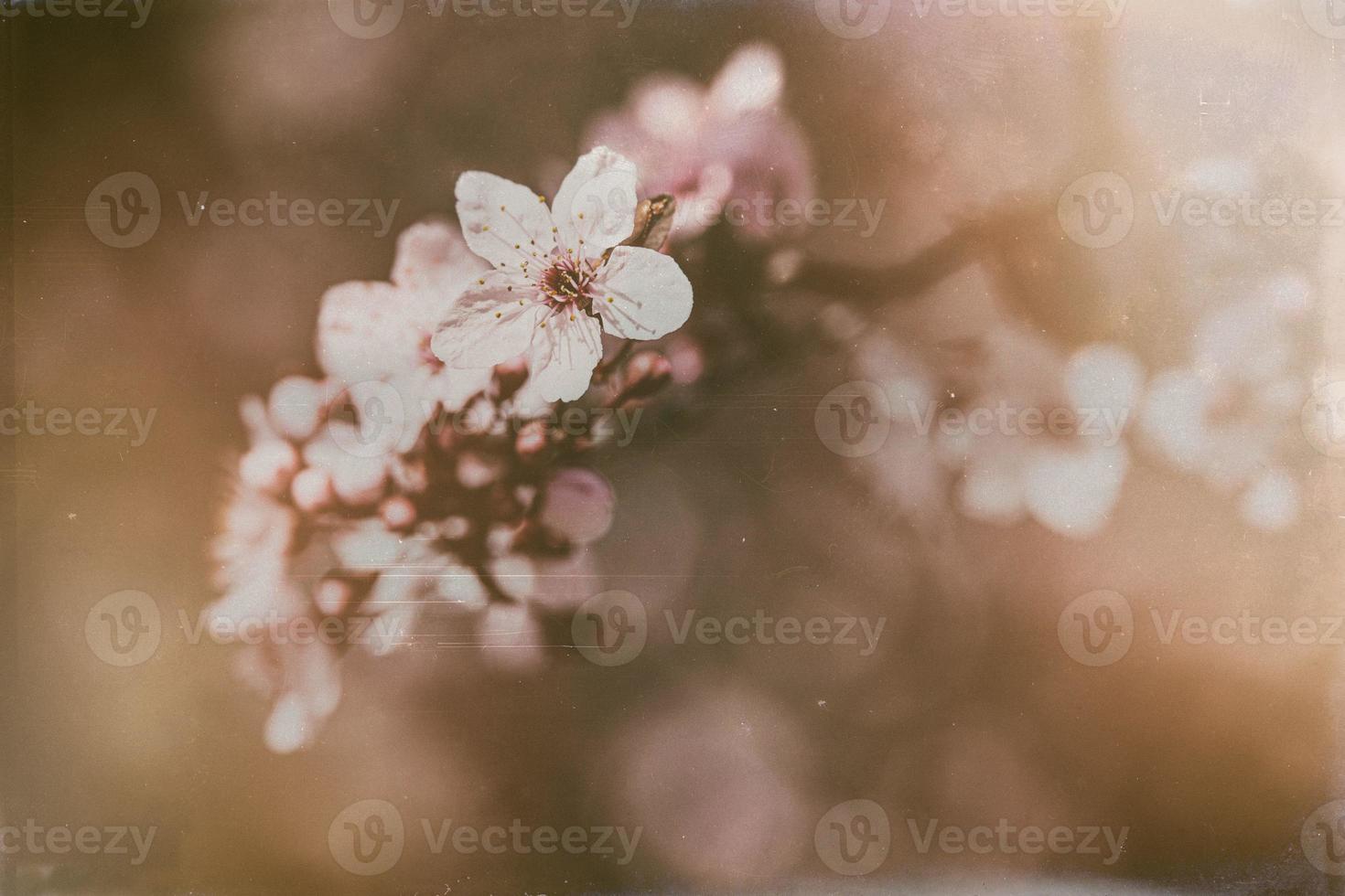 bloeiend fruit boom met wit bloemen Aan een zonnig voorjaar dag foto