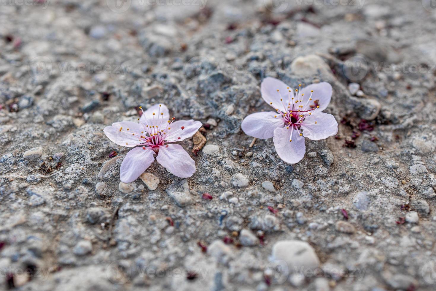 voorjaar roze bloemen van een fruit boom Aan een grijs beton achtergrond met likken foto