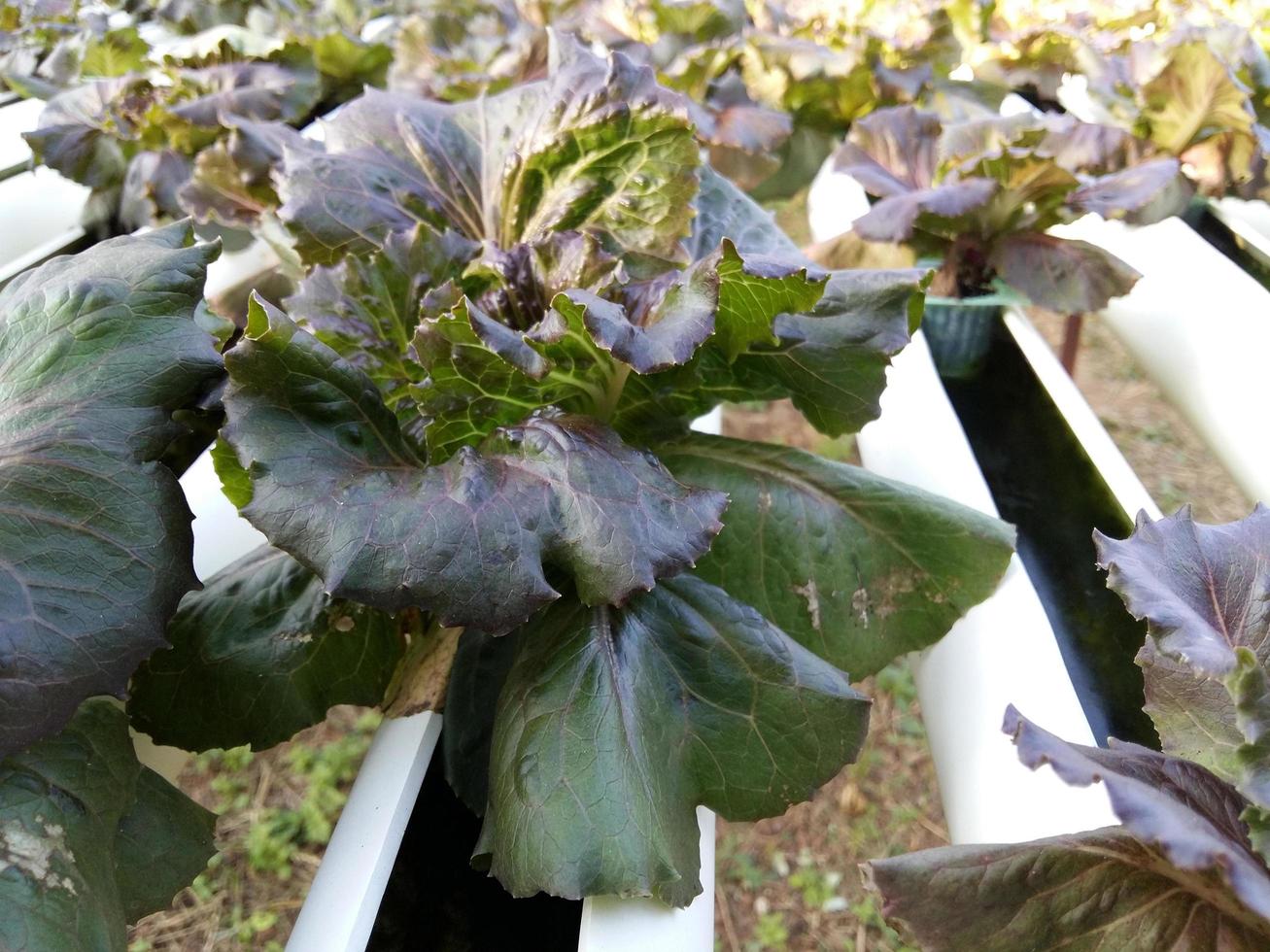 botersla salade plant, hydrocultuur groentebladeren foto