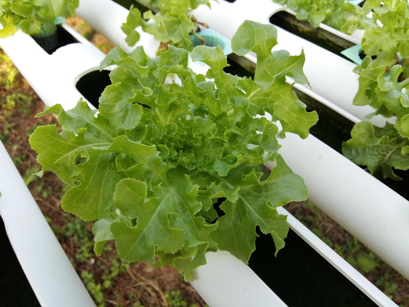 botersla salade plant, hydrocultuur groentebladeren foto