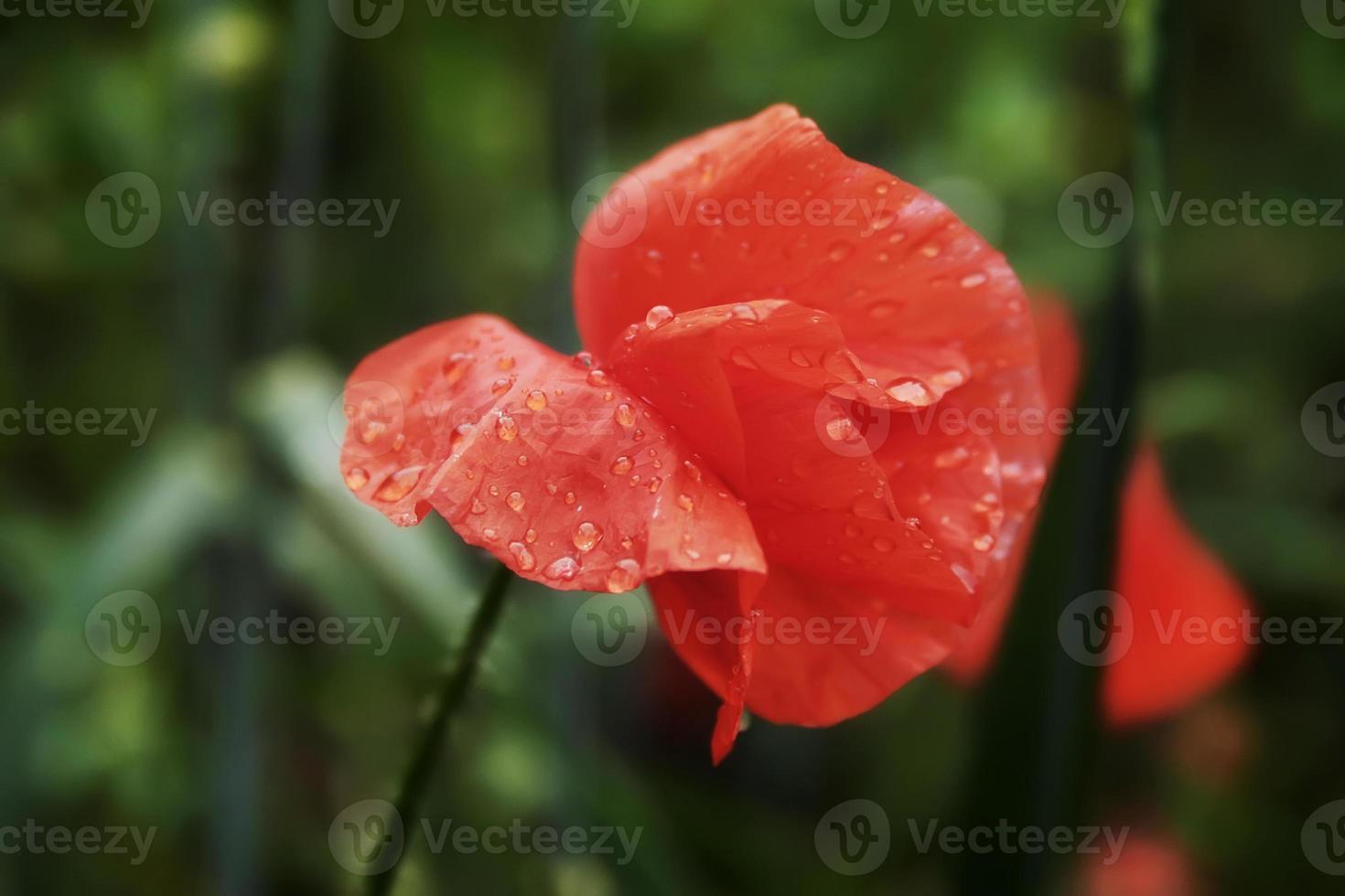 bloem papaver bloei op achtergrond papavers bloemen. foto