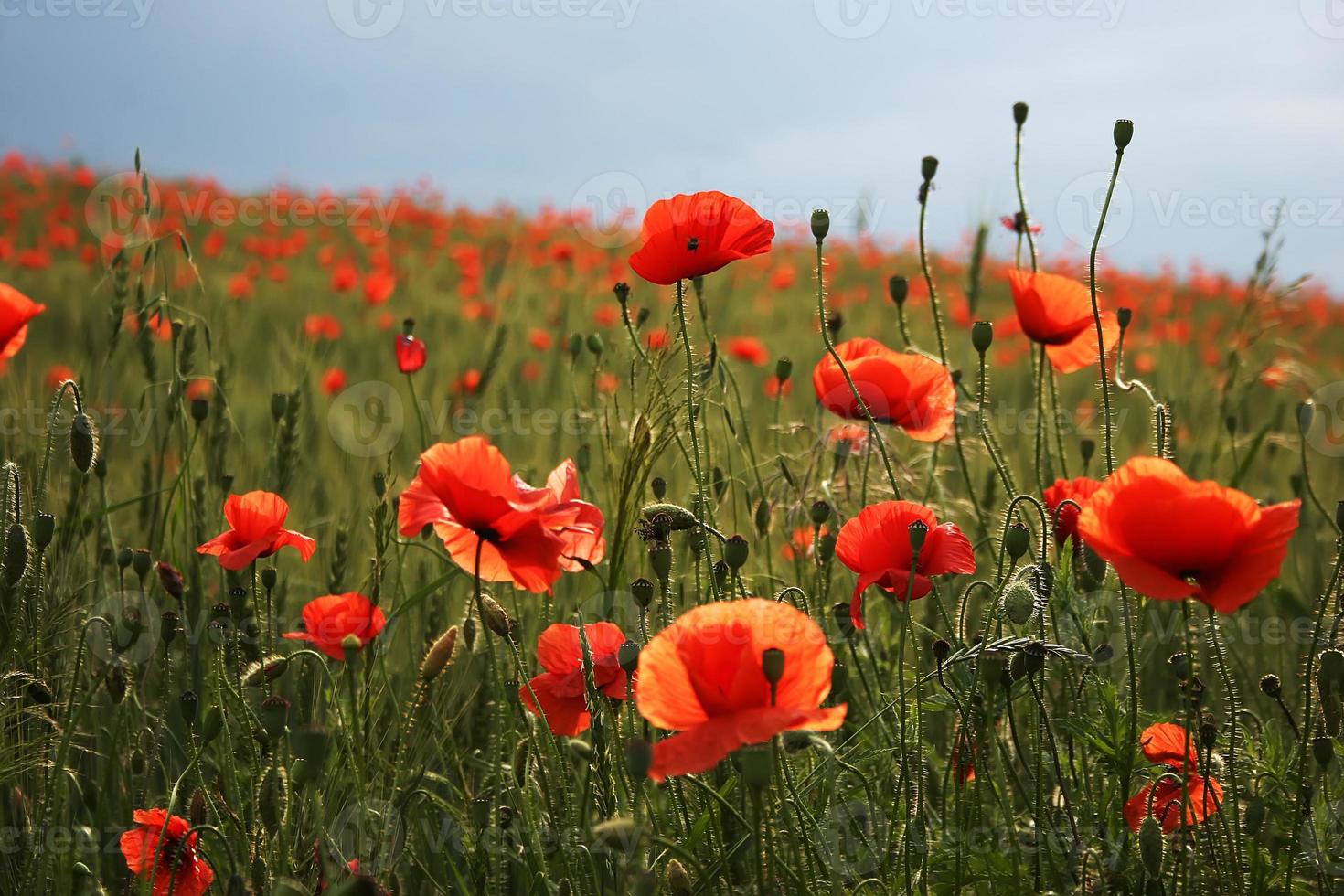 spectaculaire levendige bloei close-up van klaprozen in een papaverveld. hallo lente, lentelandschap, landelijke achtergrond, kopieer ruimte. bloem papaver bloei op achtergrond papavers bloemen. natuur. foto