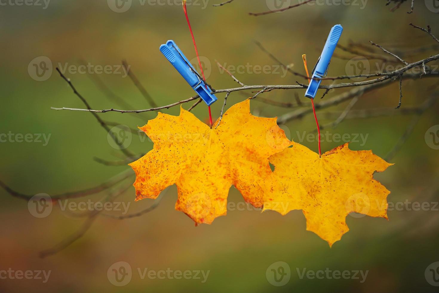 gele bladeren vastgemaakt met wasknijpers in het park. herfst achtergrond. foto