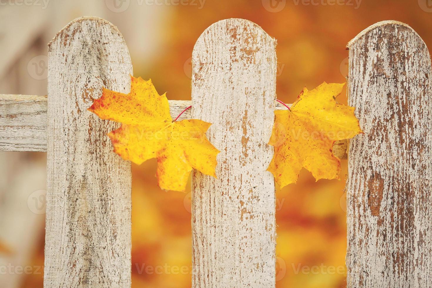 witte close-up van een houten hek met twee gele bladeren erop. herfst achtergrond. foto
