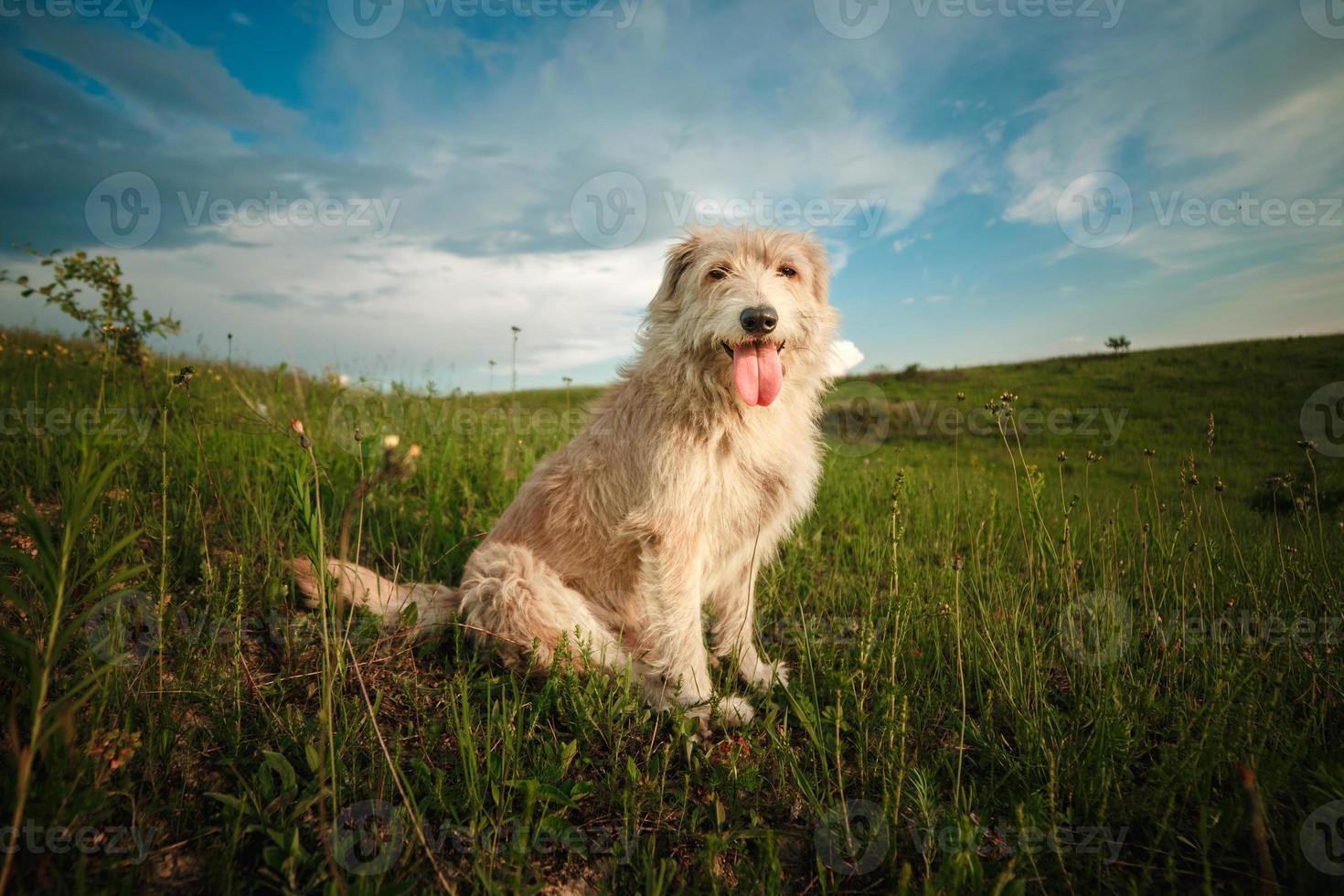 gelukkige witte hond met tong in aard foto