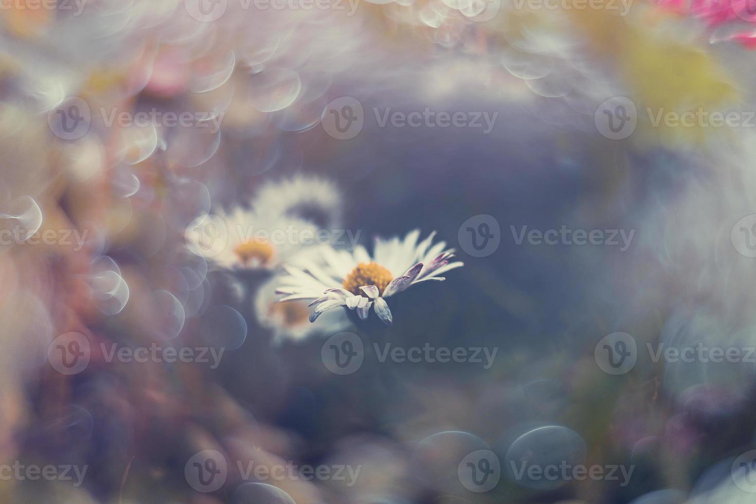 weinig wit madeliefjes Aan de gazon in detailopname met bokeh in de zon foto