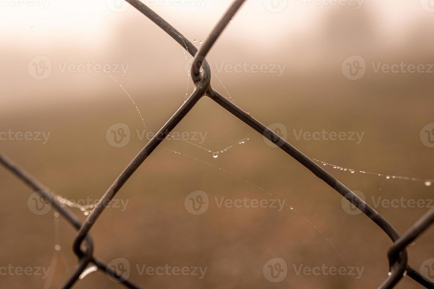 weinig delicaat water druppels Aan een spin web in detailopname Aan een mistig dag foto