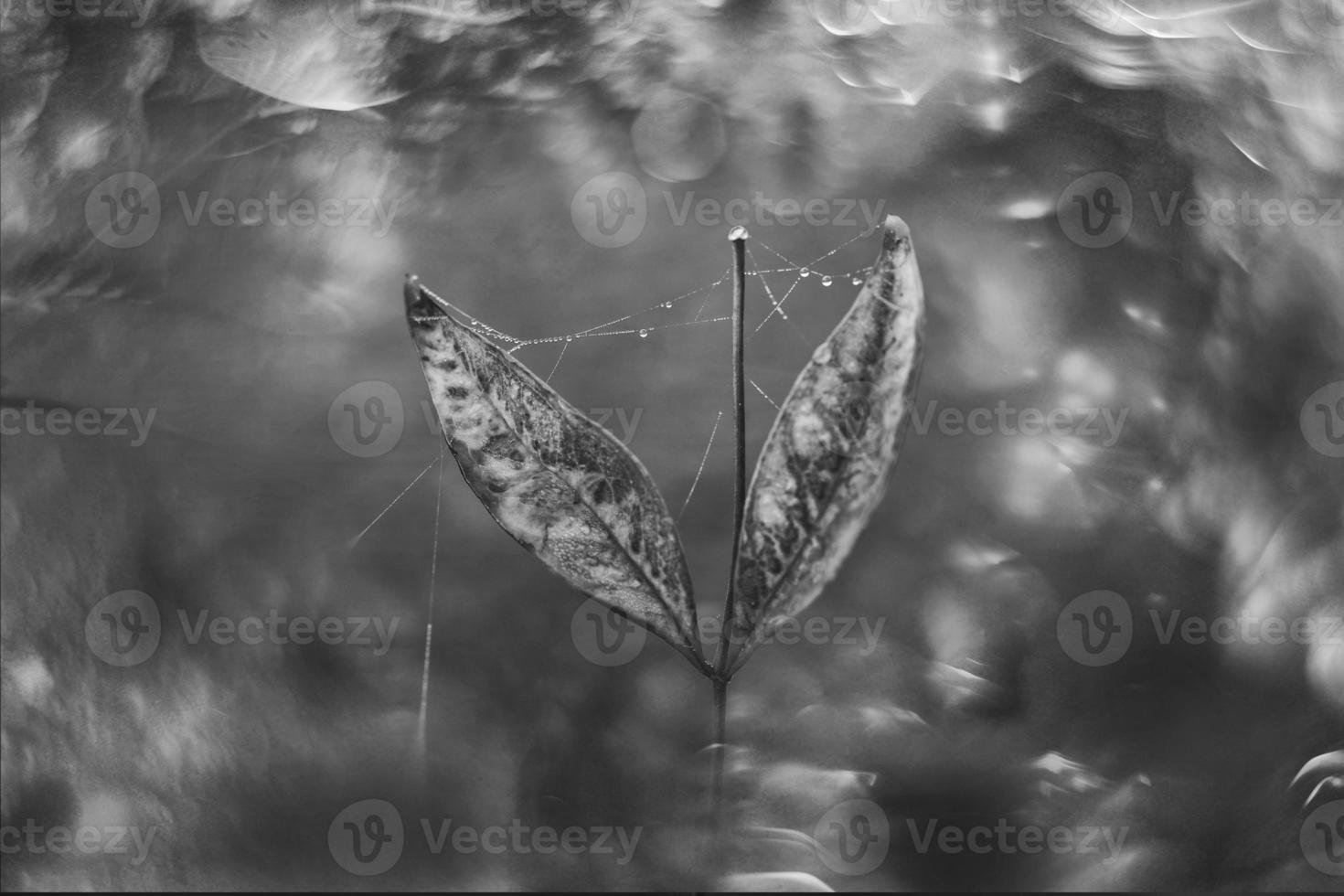 bruin herfst bladeren met klein water druppels met bokeh foto