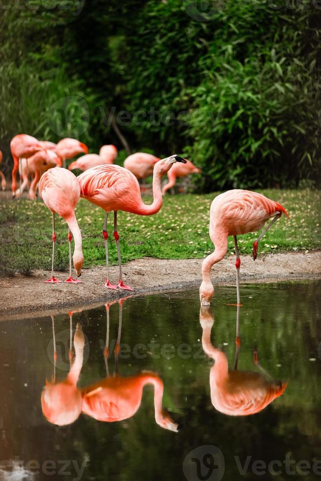 een groep roze flamingo's die jagen in de vijver, oase van groene bladeren in een stedelijke omgeving foto