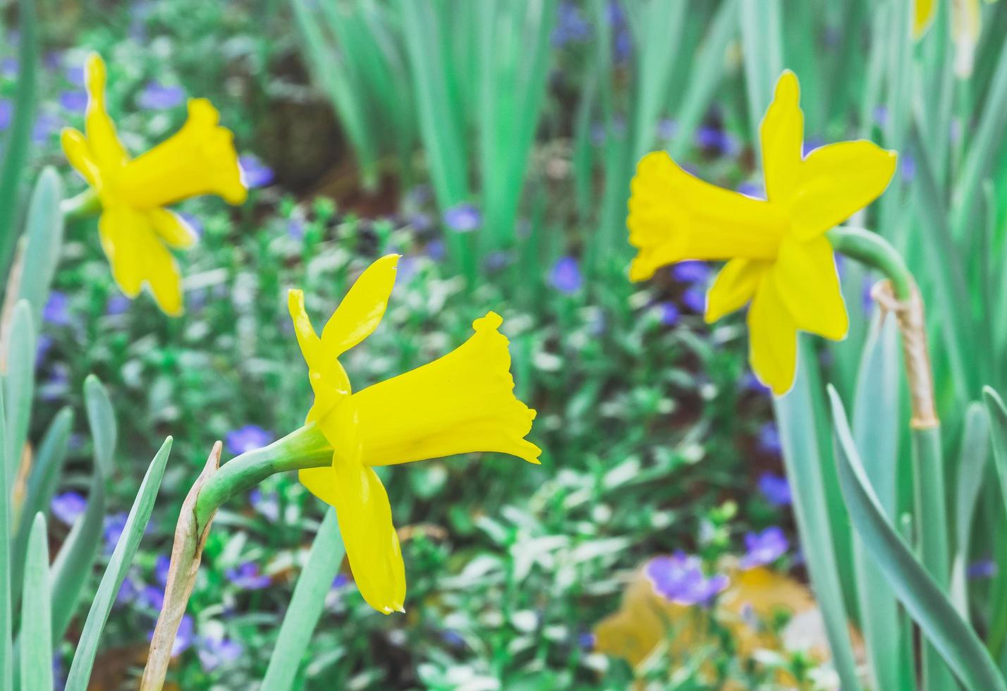 bloeiende van geel narcis bloemen, selecteer focus. foto