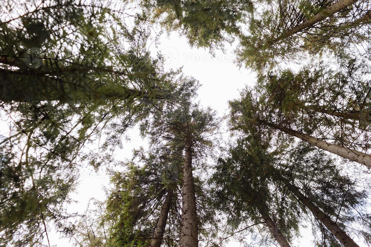 onderaanzicht van hoge oude bomen in een herfst dennenbos. Karpaten, Oekraïne. foto