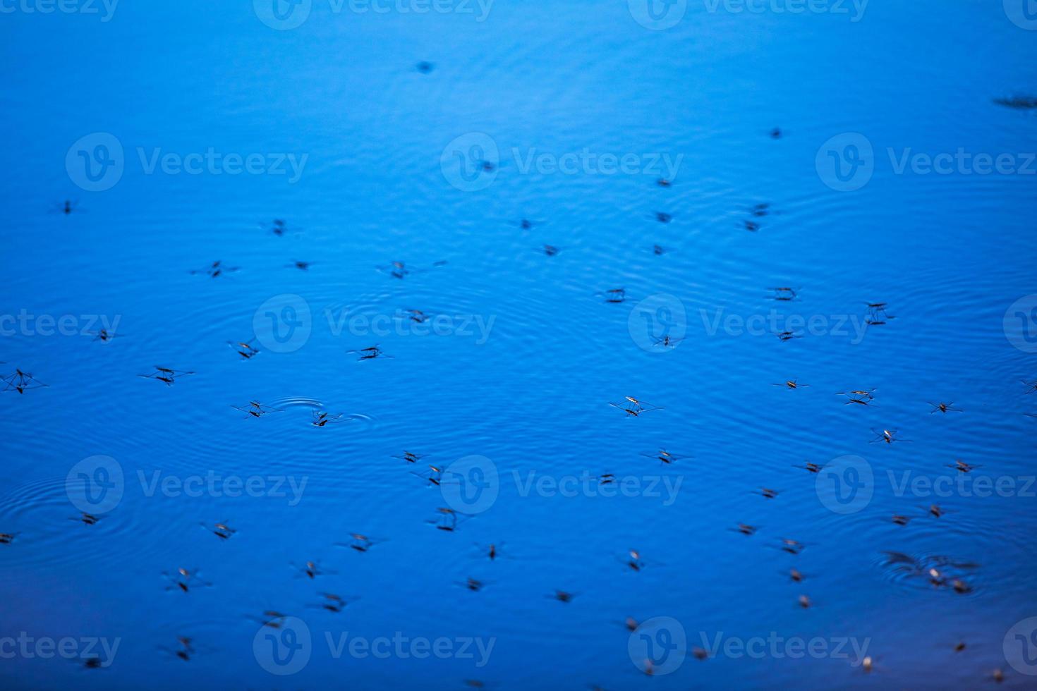 muggen op het oppervlak van het blauwe water foto