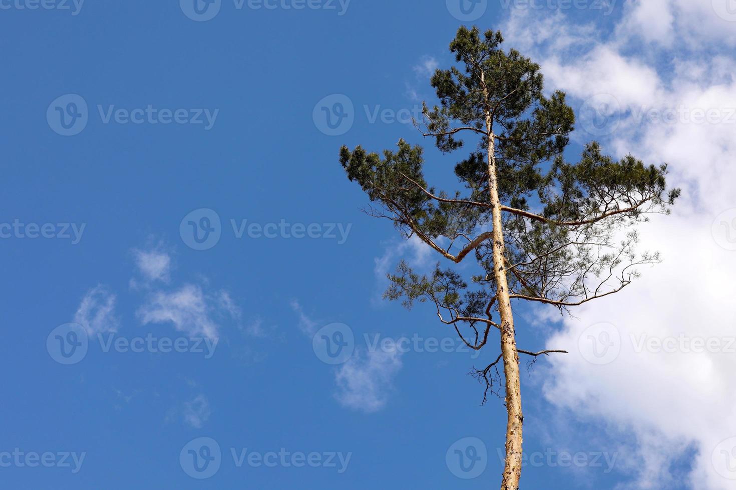 mooie een enkele boom in het bos staande hoogte tegen blauwe lucht en witte pluizige wolken, een pijnboom op een achtergrond van blauwe lucht. foto