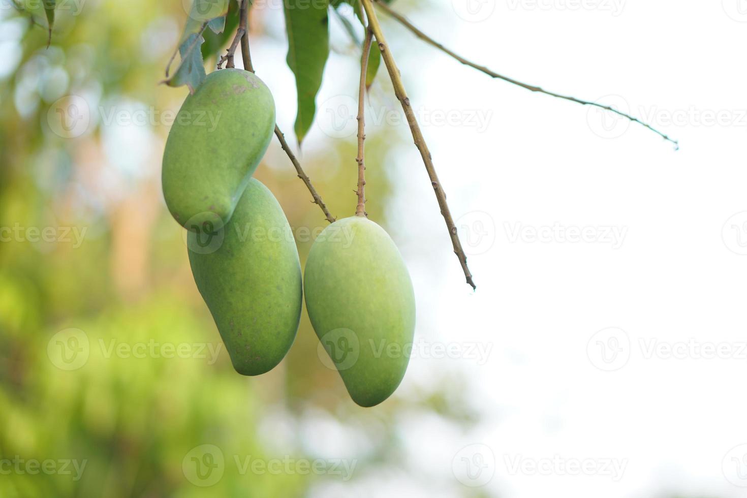 mango's Aan de boom in de tuin foto