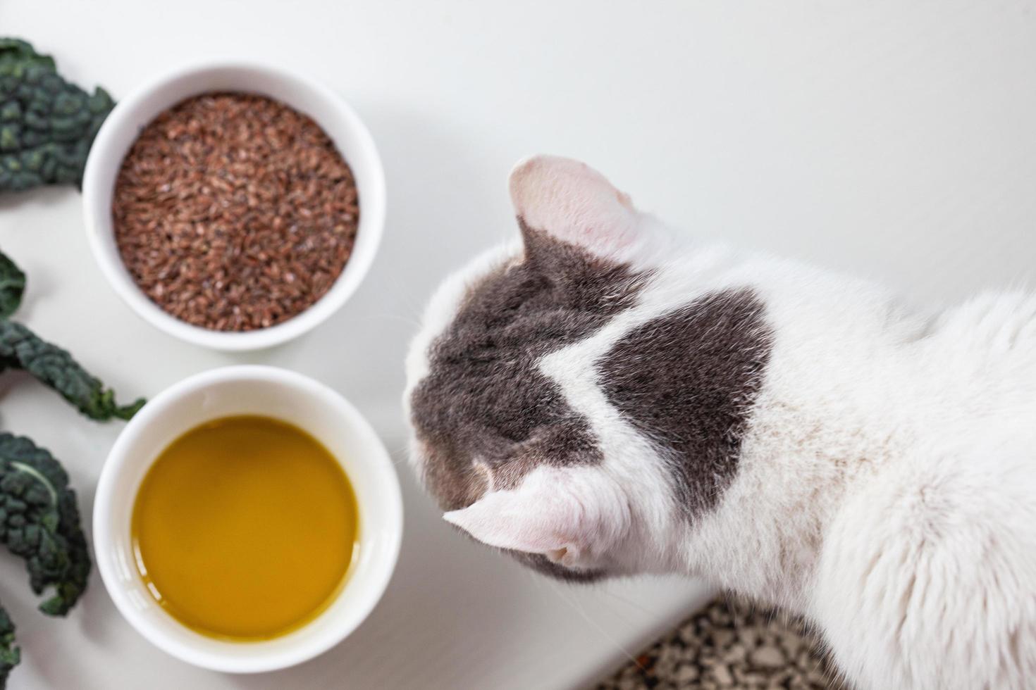 zwarte koolchips met een grijze kat foto