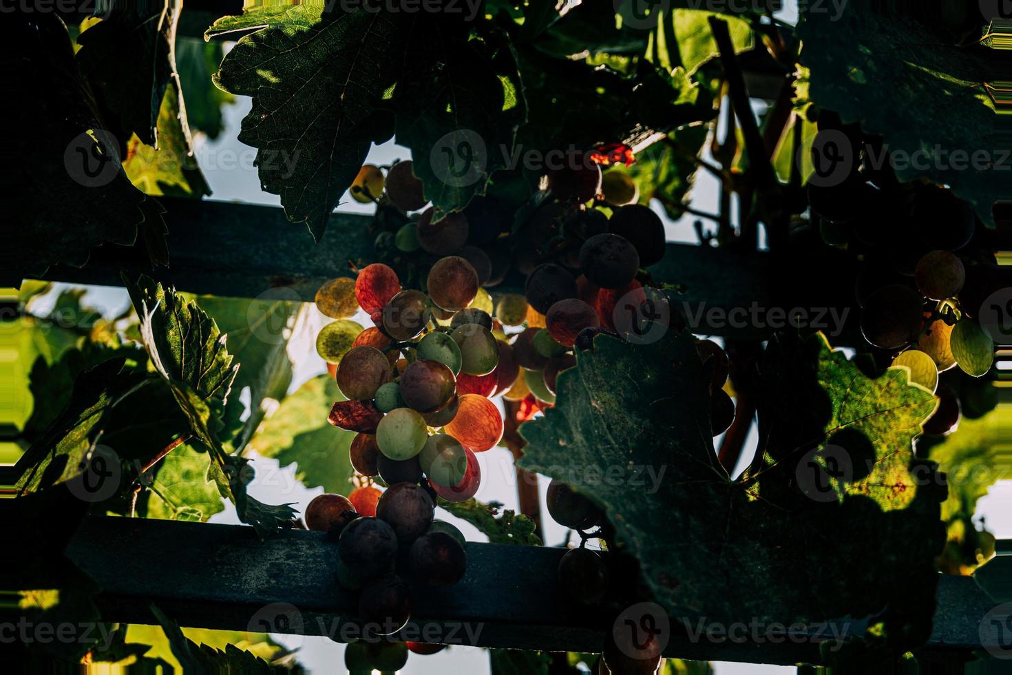 schaduwen van een rijpen druif in de tuin in de warm zomer zon detailopname foto