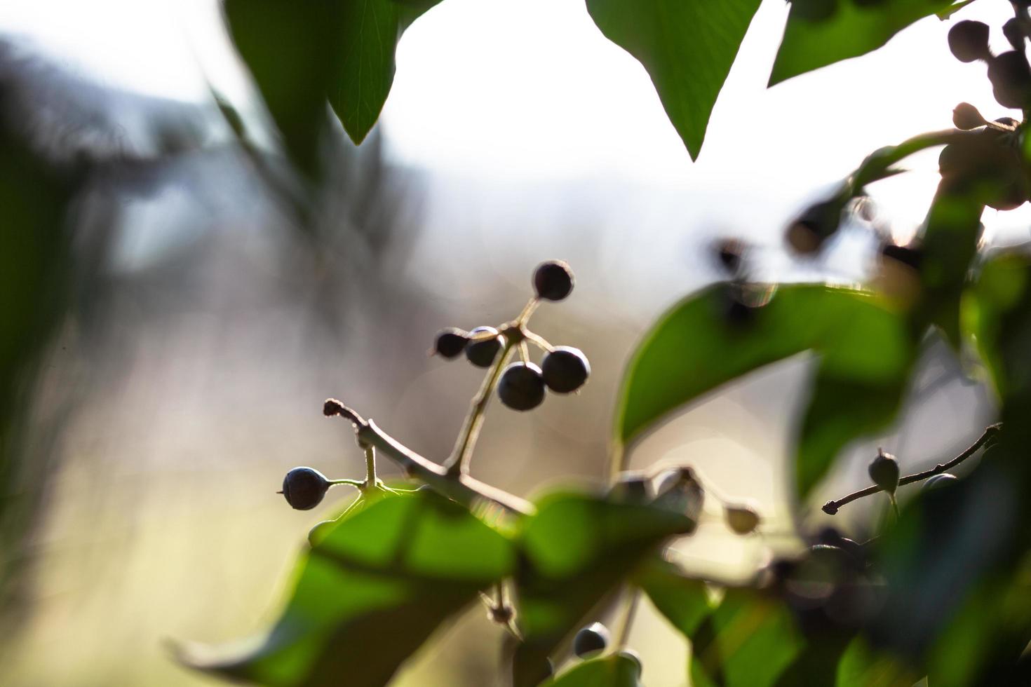 het ontwaken van de natuur in de lente. foto