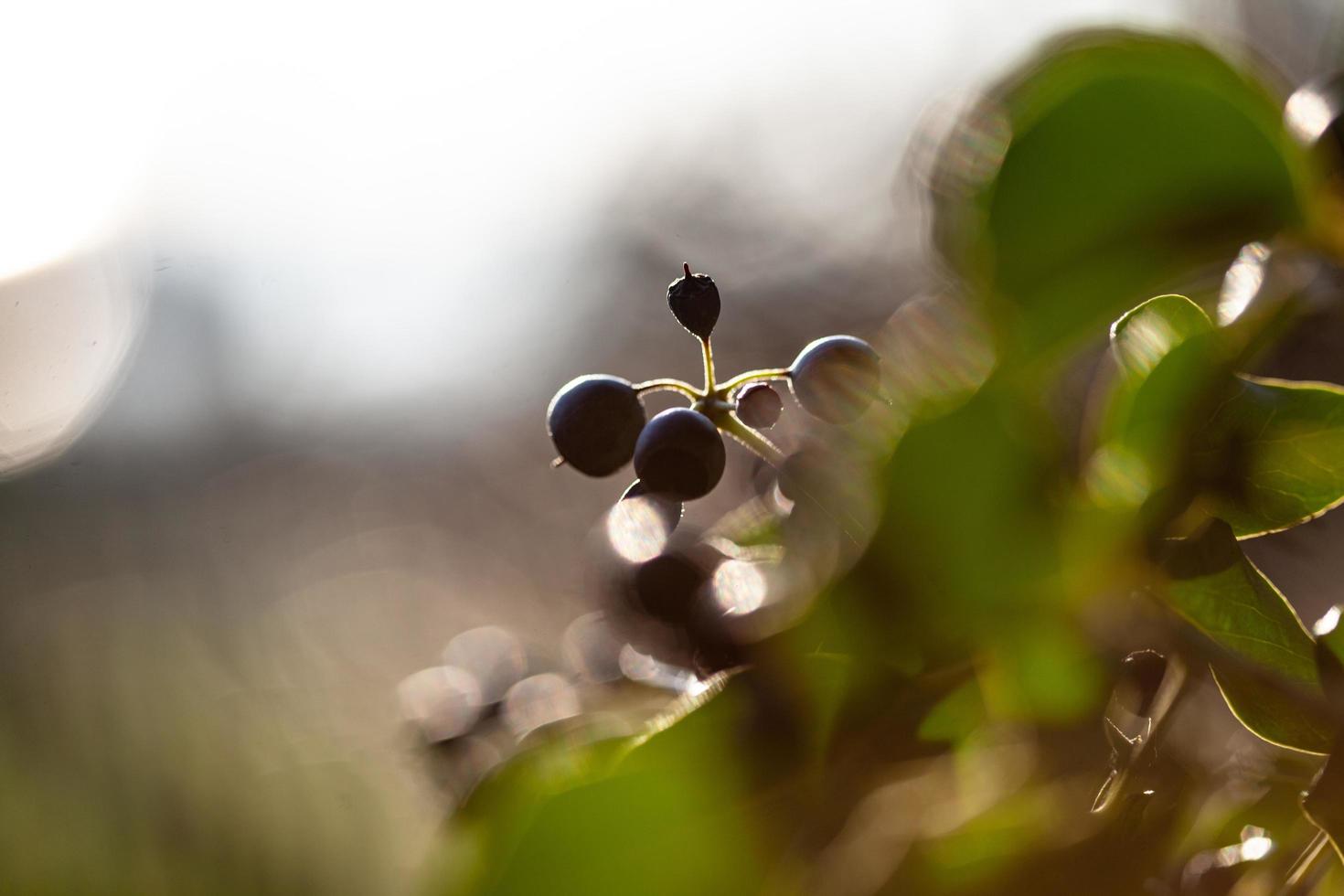 het ontwaken van de natuur in de lente. foto