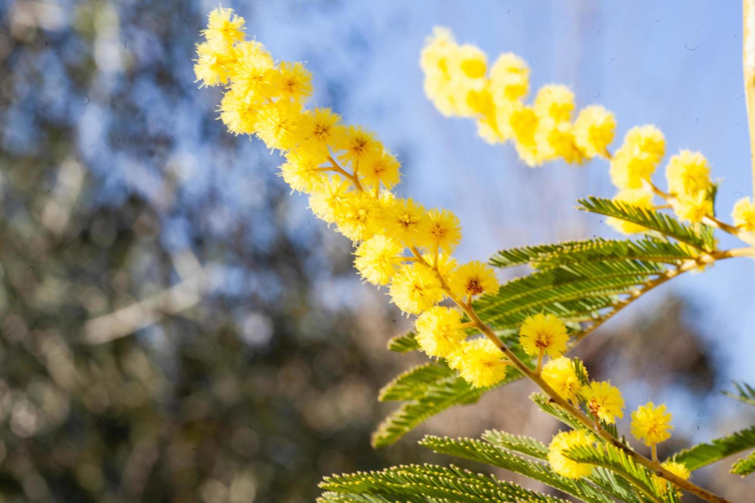 mimosa-boom in een veld foto