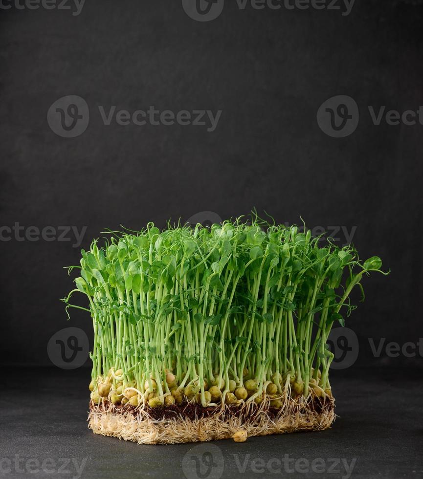 gekiemd erwt zaden Aan een zwart achtergrond, microgreens voor salade, ontgiften foto
