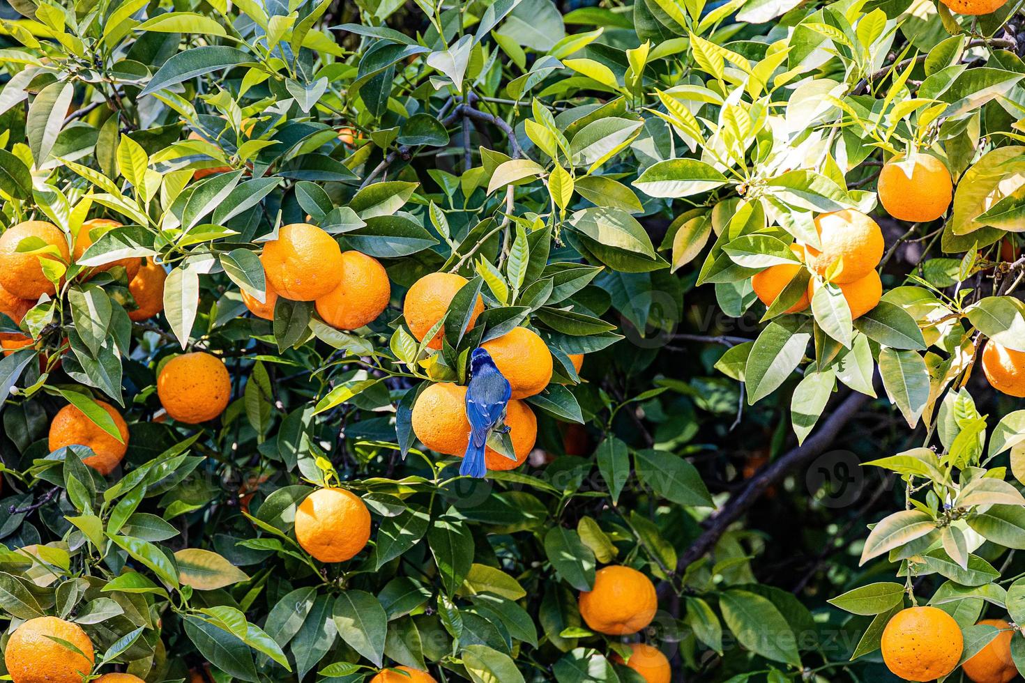 manarien boom met oranje fruit tegen de achtergrond van kruid bladeren met een blauw tit vogel foto