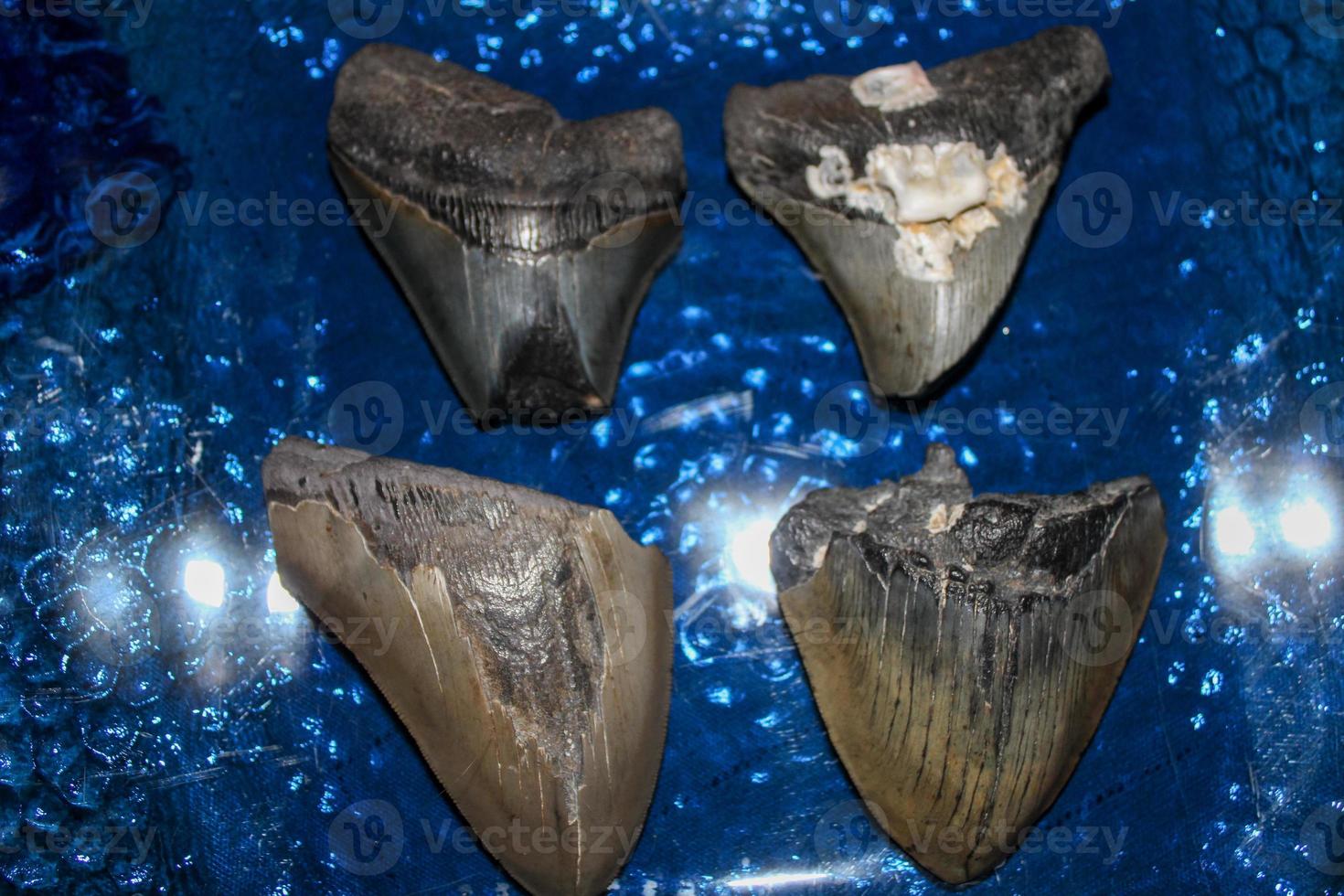 megalodon haaien tanden verzameling foto