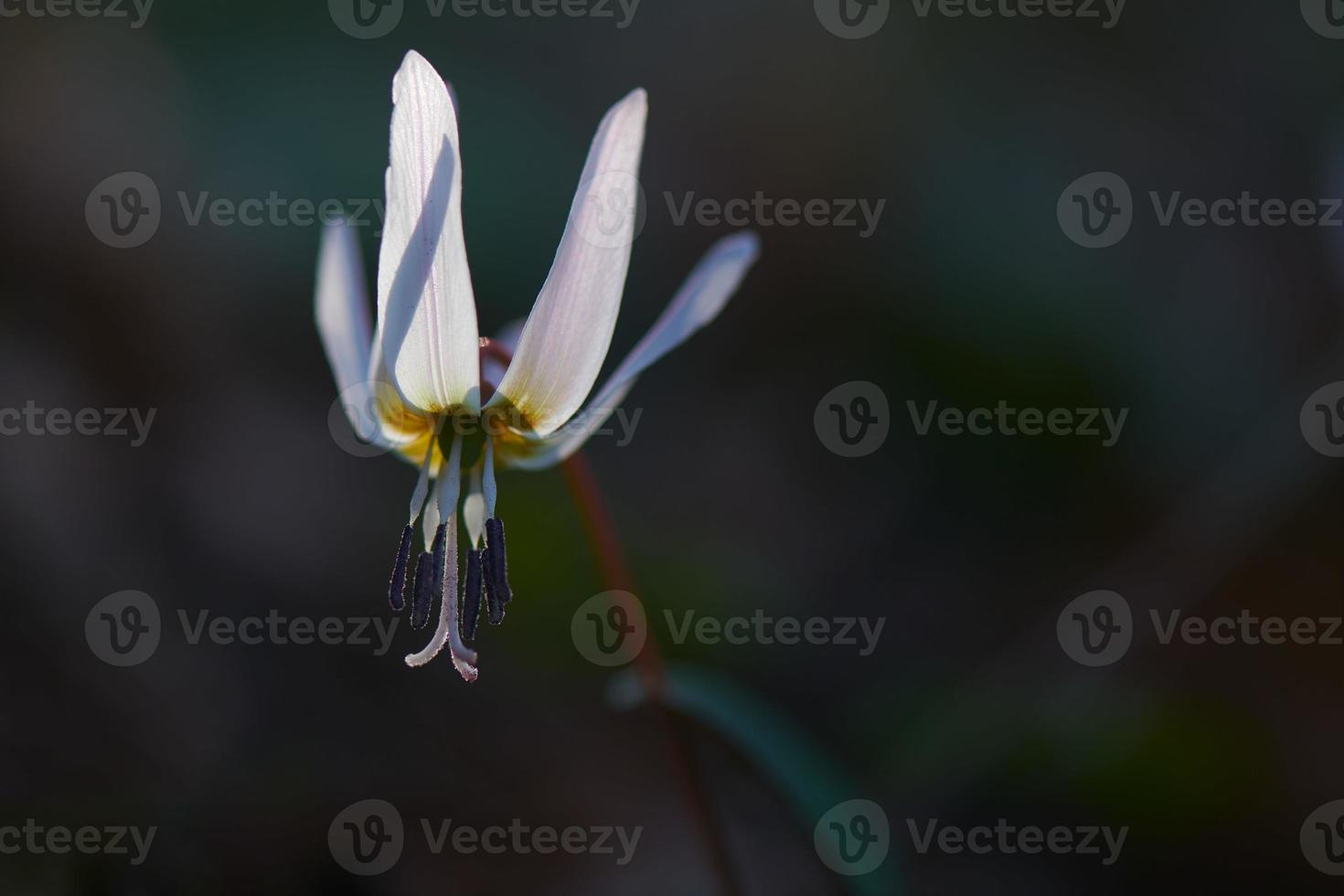 delicate witte bloem foto