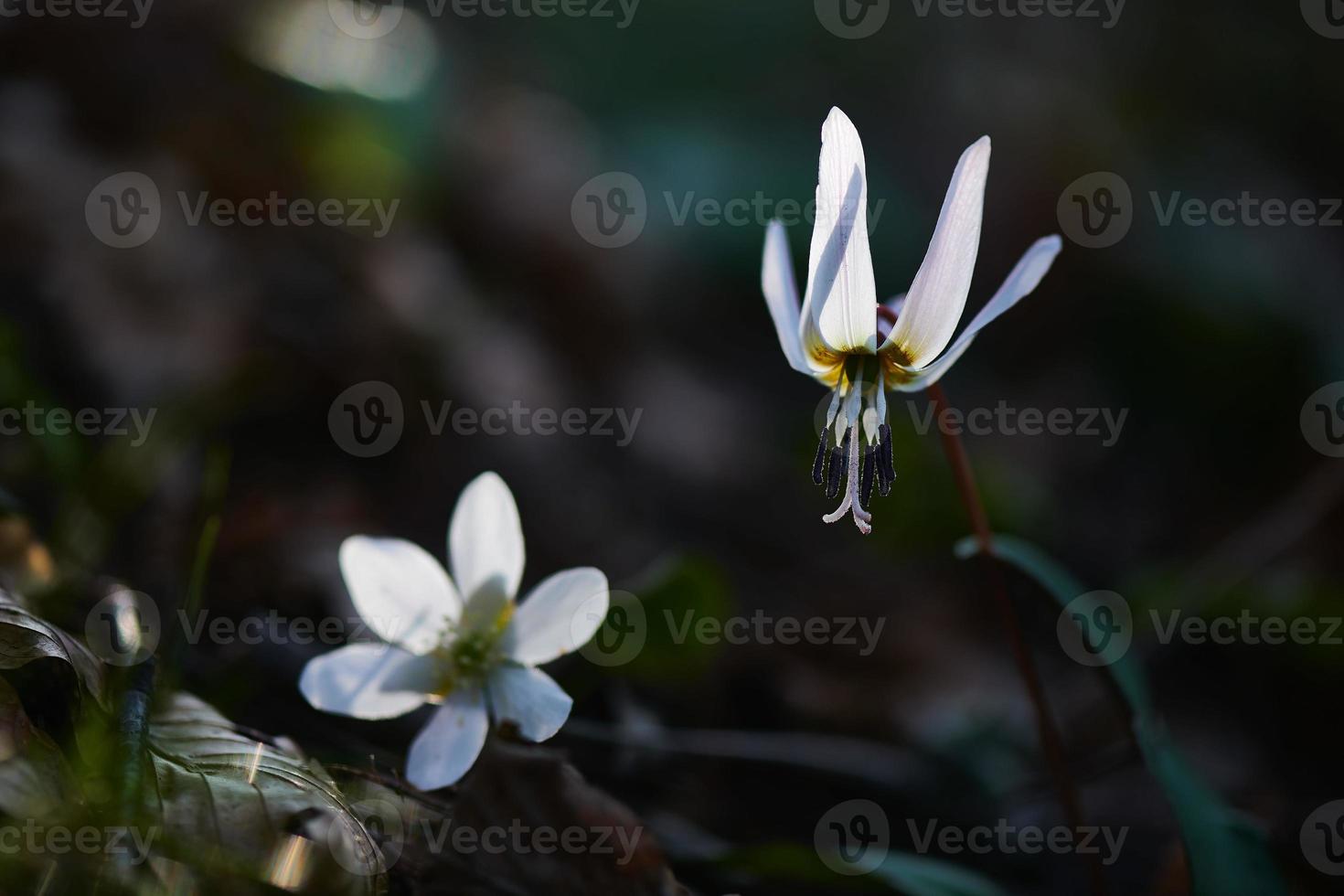 twee witte bloemen foto