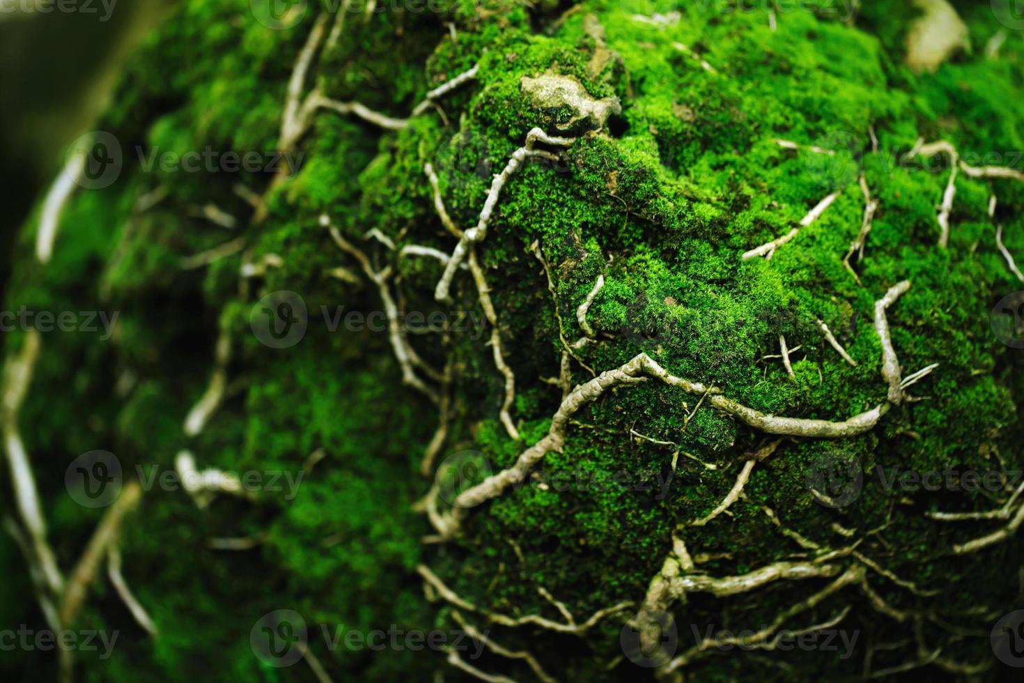 mooi heldergroen mos dat volwassen is geworden, bedekt de ruwe stenen en op de vloer in het bos. tonen met macroweergave. rotsen vol met de mostextuur in de natuur voor behang. zachte focus. foto