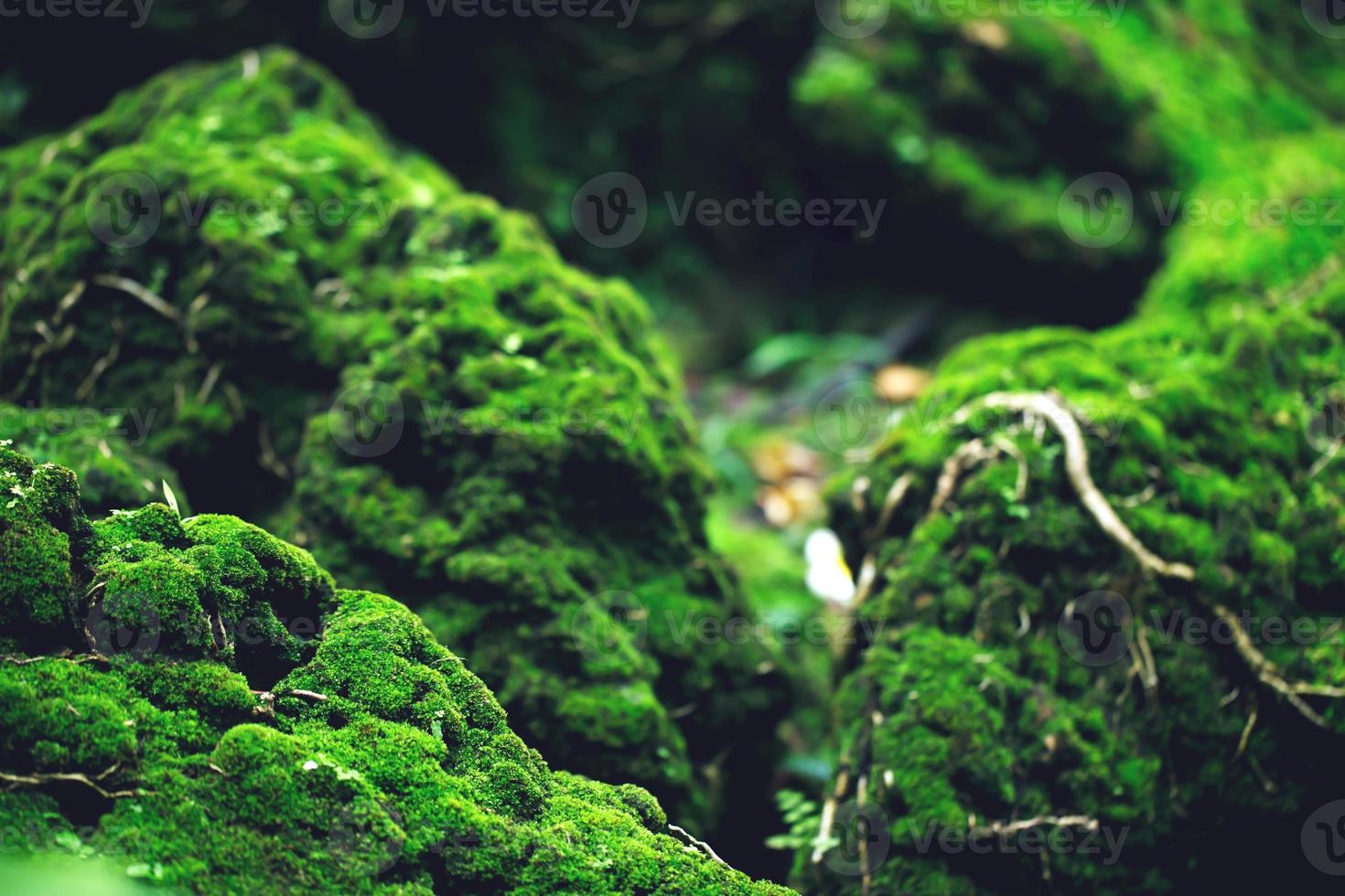 mooi heldergroen mos dat volwassen is geworden, bedekt de ruwe stenen en op de vloer in het bos. tonen met macroweergave. rotsen vol met de mostextuur in de natuur voor behang. zachte focus. foto