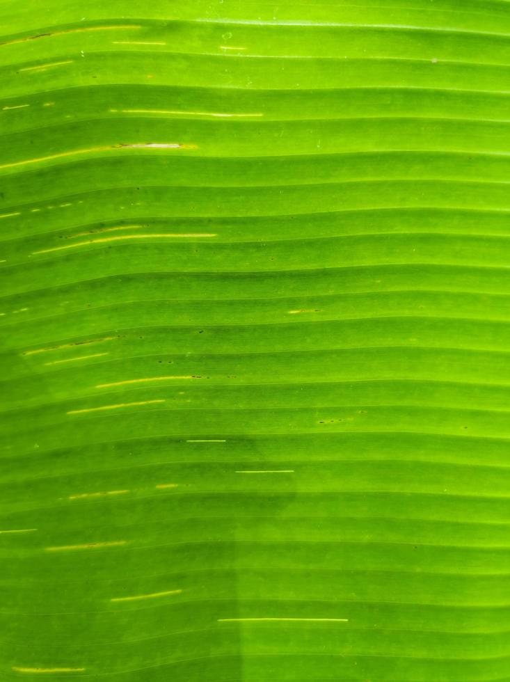 abstract achtergrond structuur dichtbij omhoog banaan blad foto
