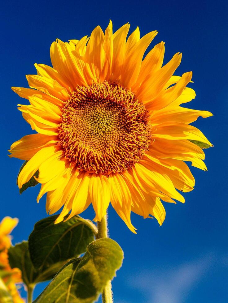 zonnebloem tegen de hemel foto