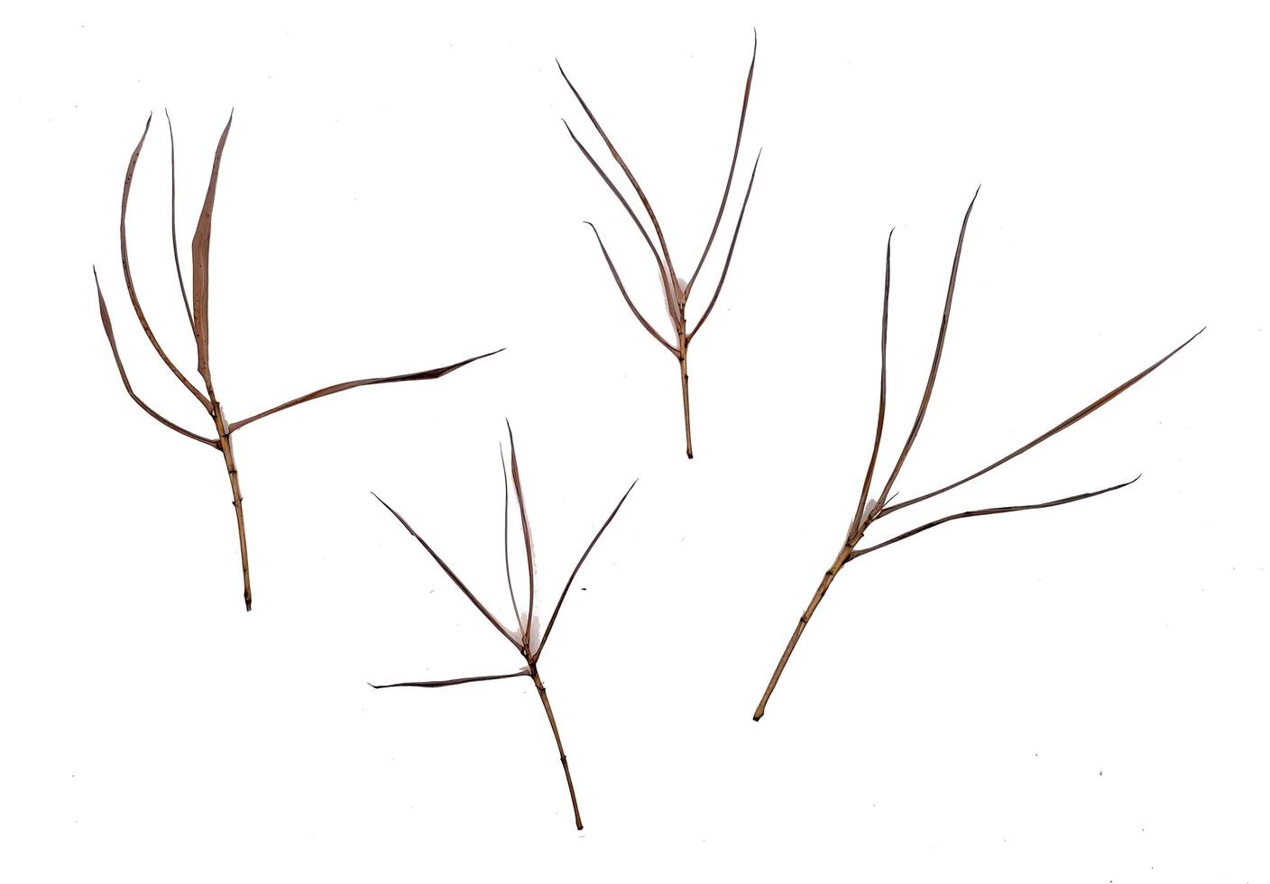 droog bamboe schiet geïsoleerd in wit achtergrond foto