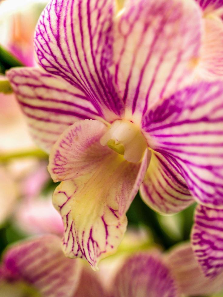 gestreepte roze orchidee foto