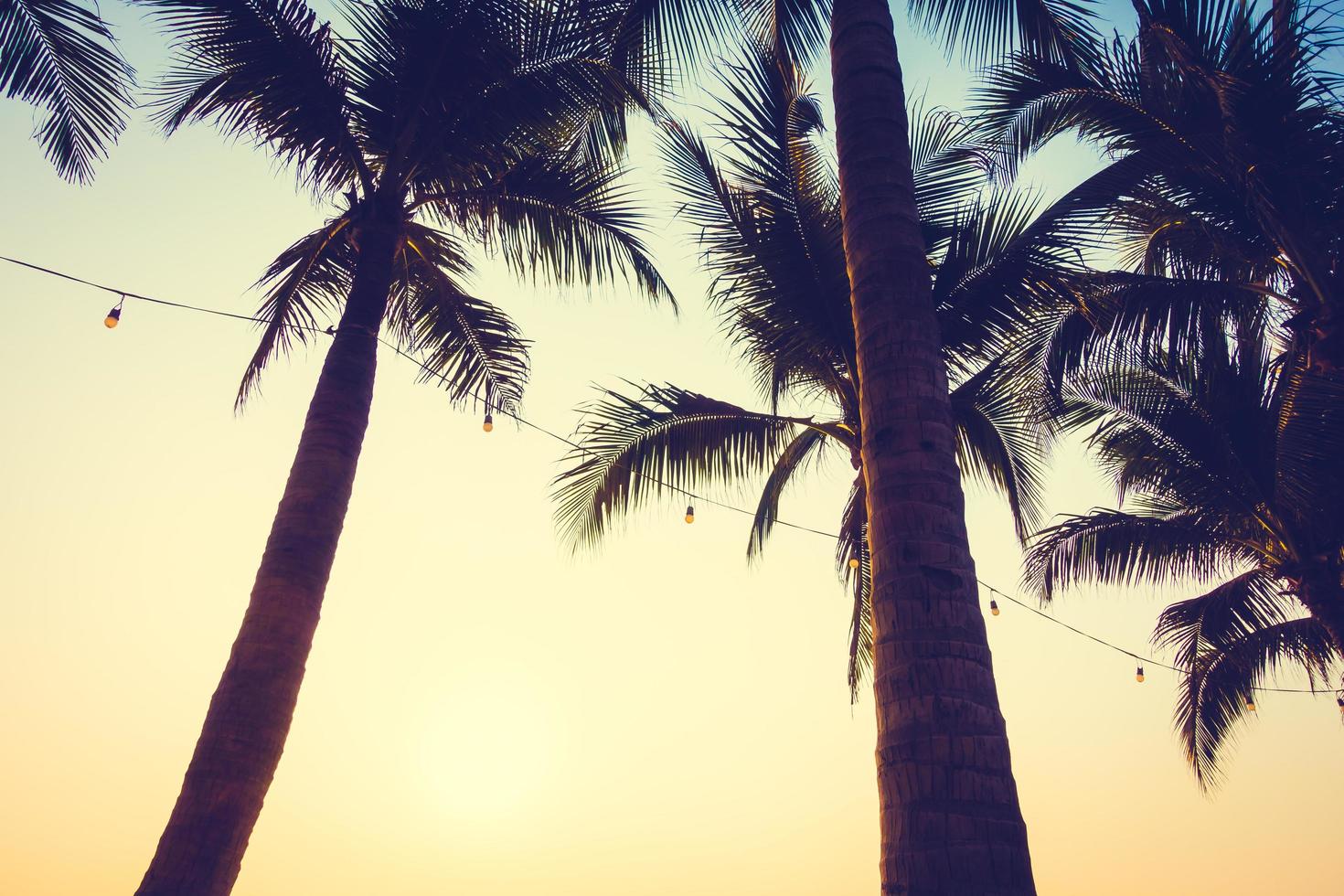 palmbomen bij zonsondergang foto