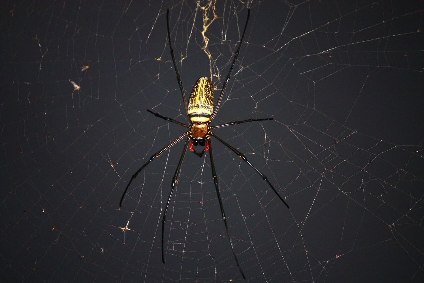 spin Aan spin web met natuurlijk groen achtergrond.argiope bruennichi spin foto