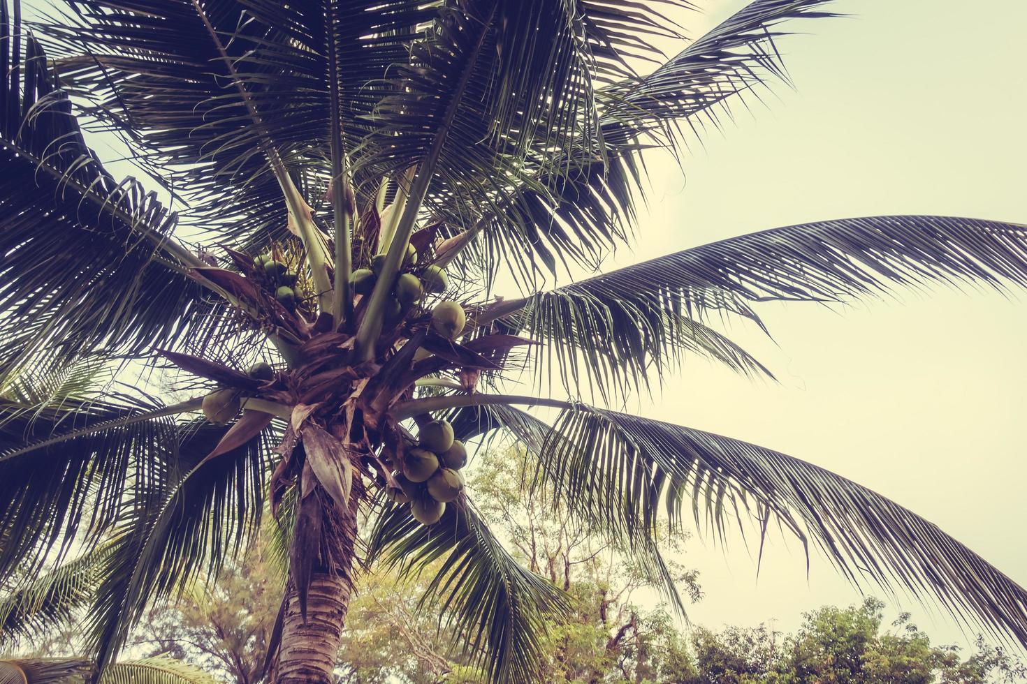 vintage kokosnoot palmboom foto