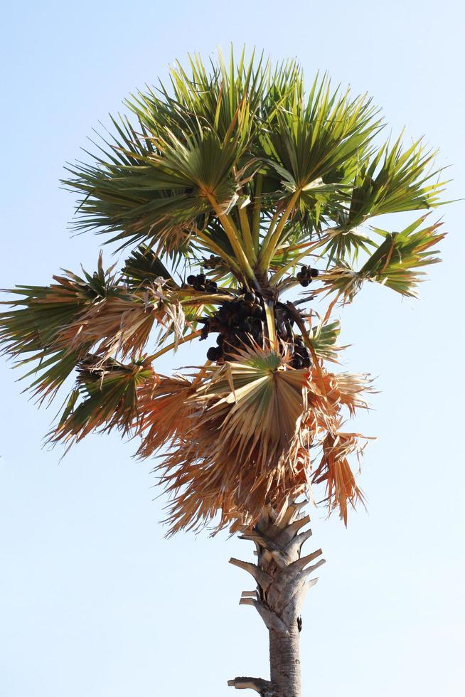 tropisch palm boom Aan blu lucht en kust foto