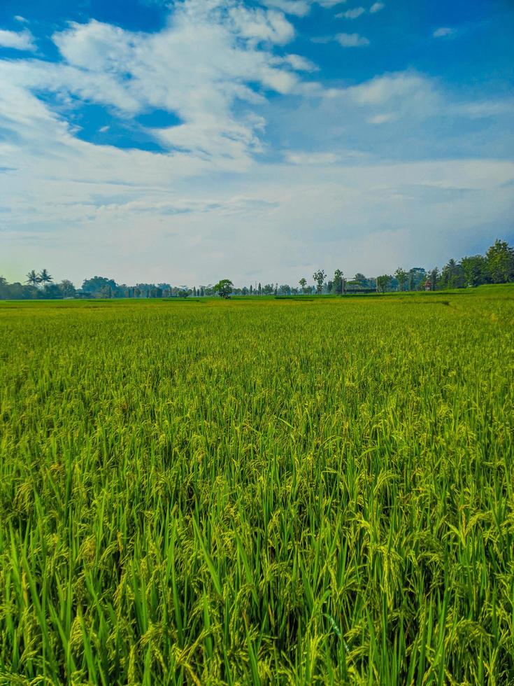 boerderij landschap visie van rijst- veld- en blauw lucht. foto
