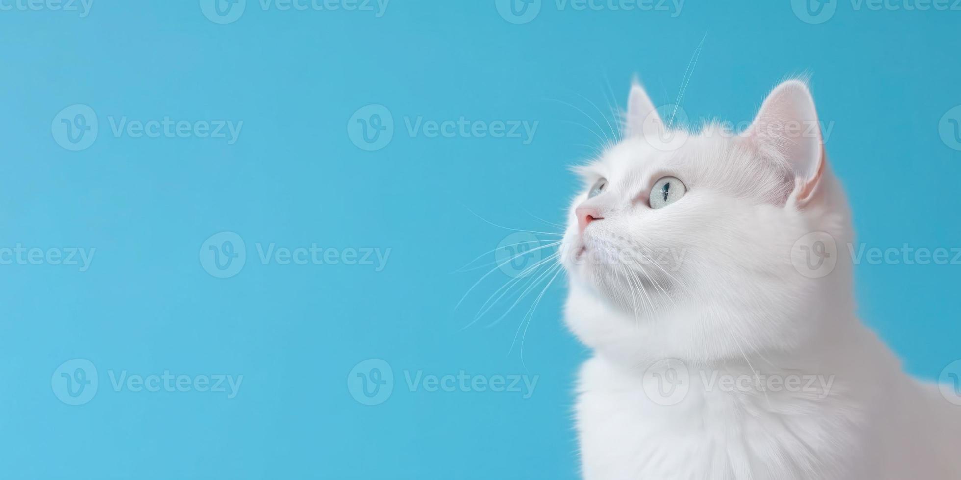 schattig wit katje geïsoleerd Aan blauw achtergrond foto