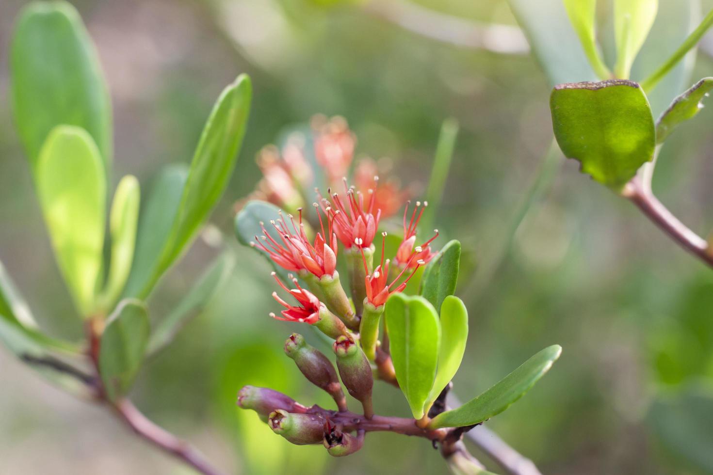 lumnitzera littorea voigt bloeien Aan boom in de mangrove Woud. foto