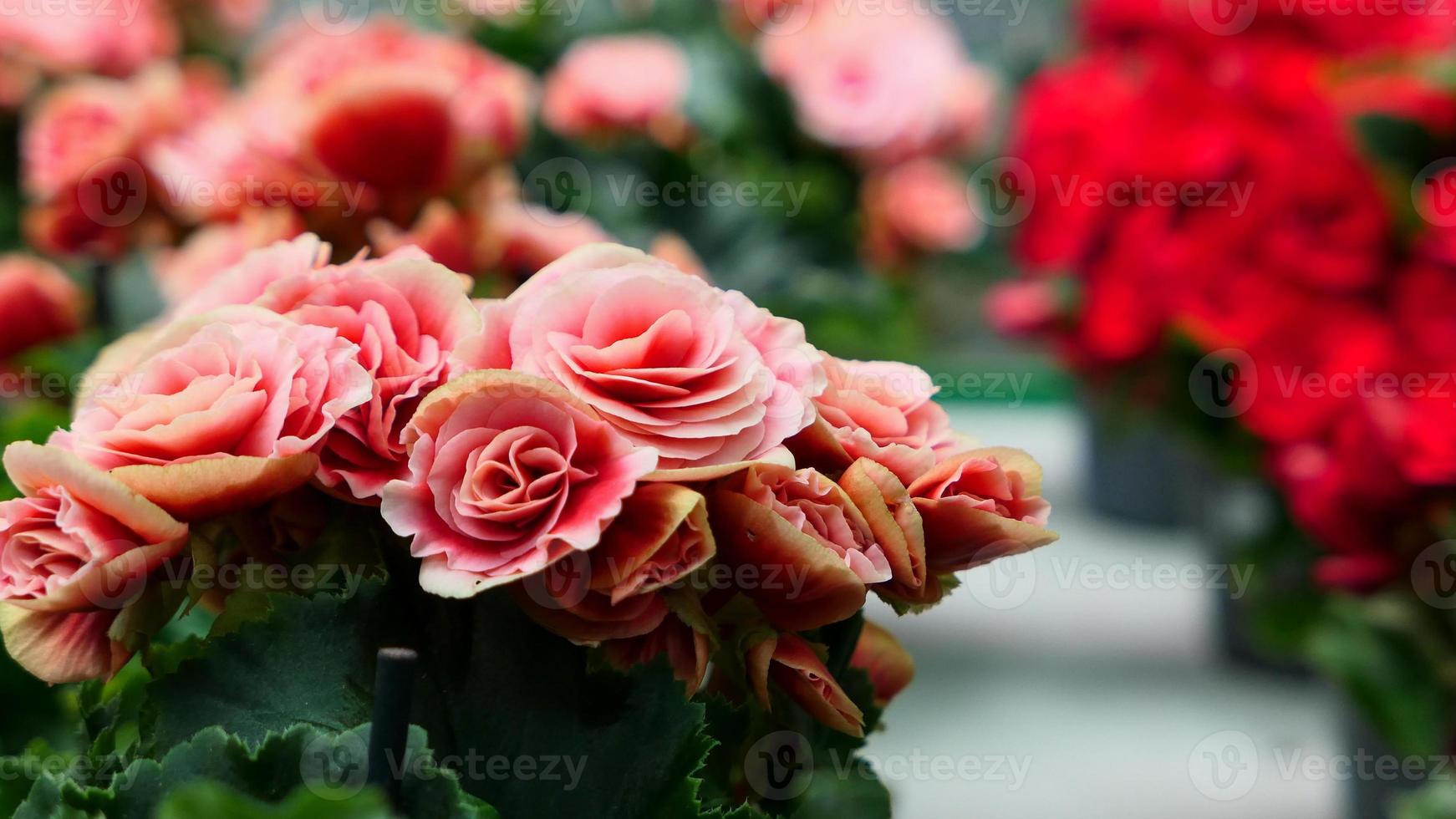 een mooi begonia bloemen buitenshuis foto