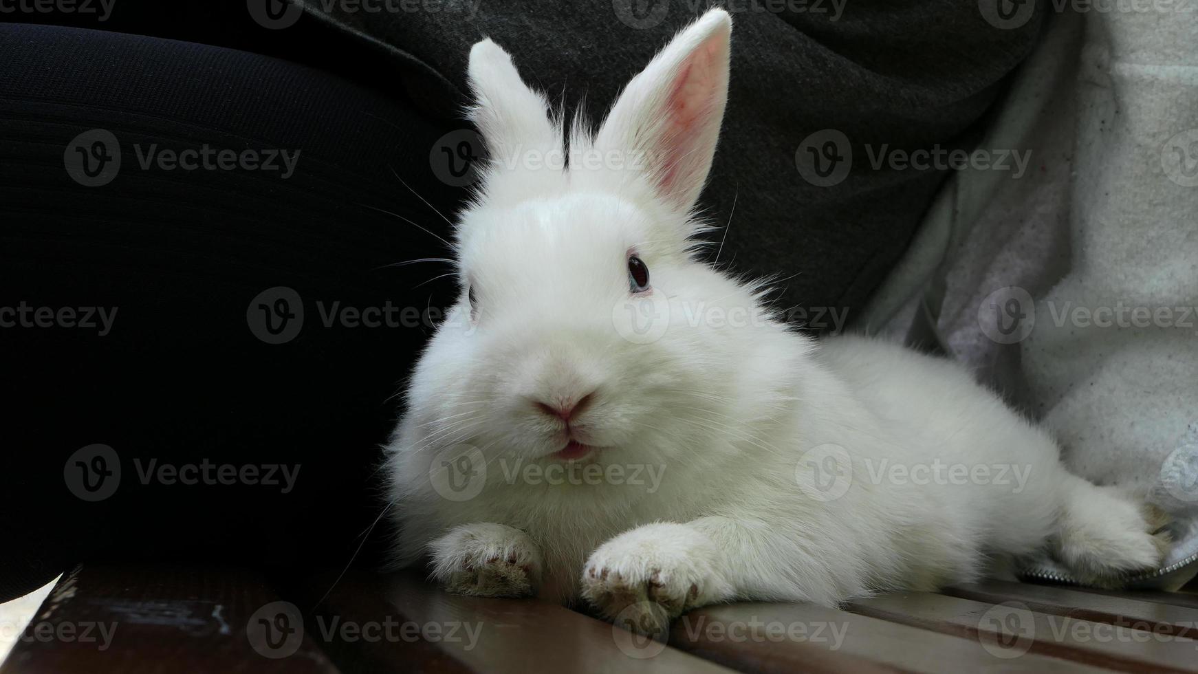 schattig pluizig wit konijn buitenshuis foto