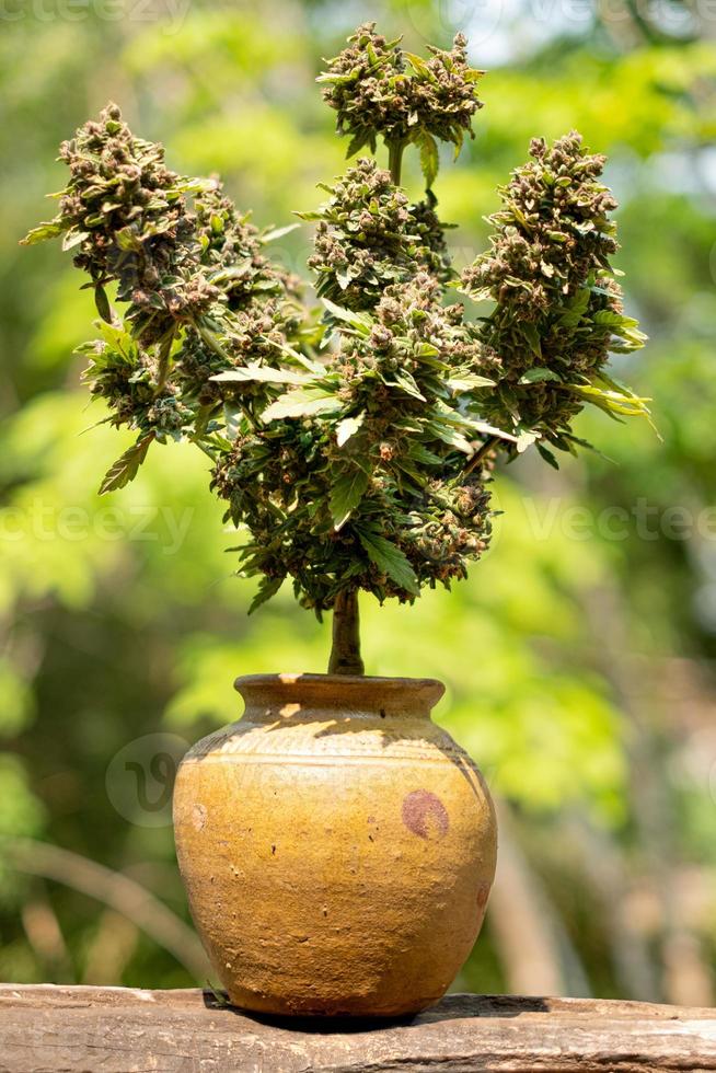 bonsai blauw droom hennep indica ras groeit in een klei pot foto
